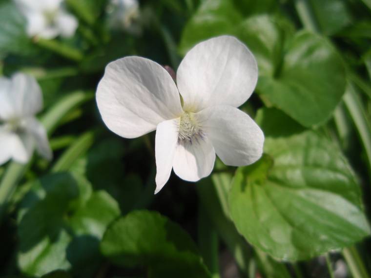 Viola sororia (/ Viola sorella